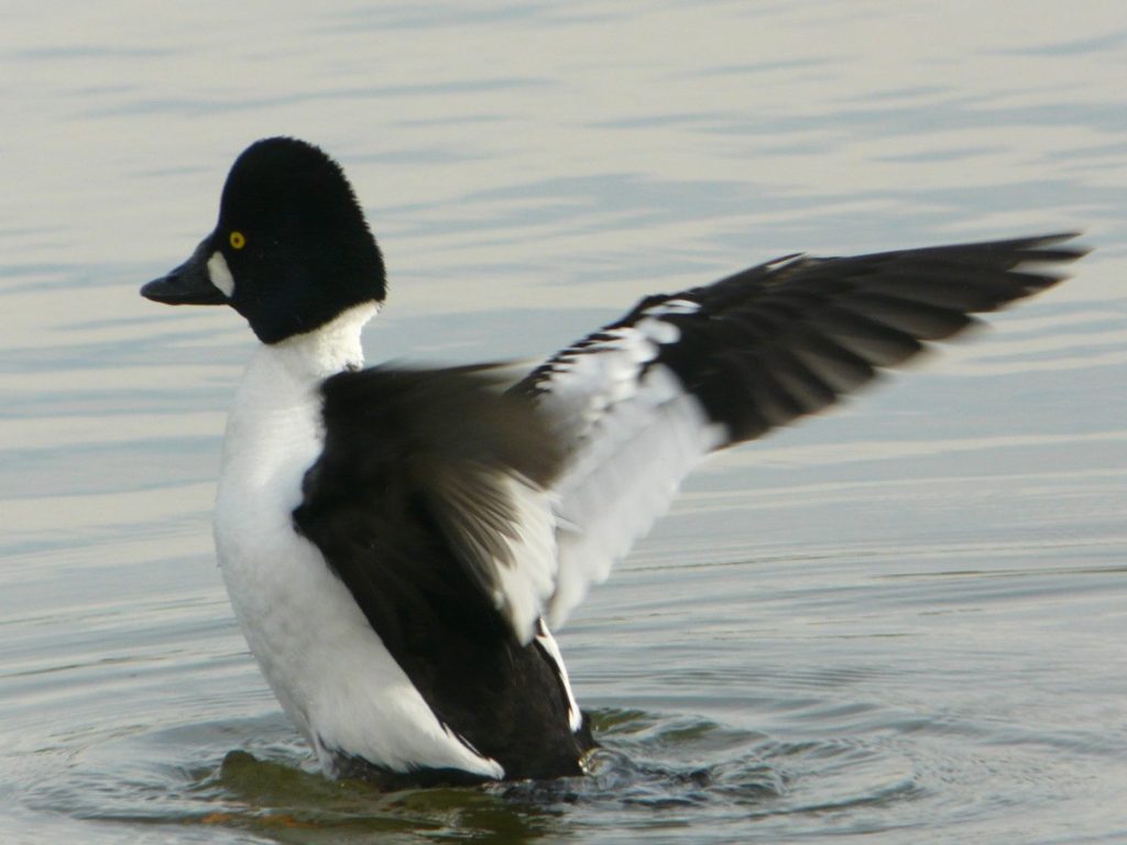 Common Goldeneye at the lagoon / Photo by David Assmann