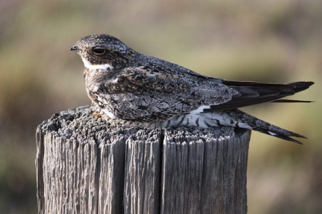 Common Nighthawk by John Tysell