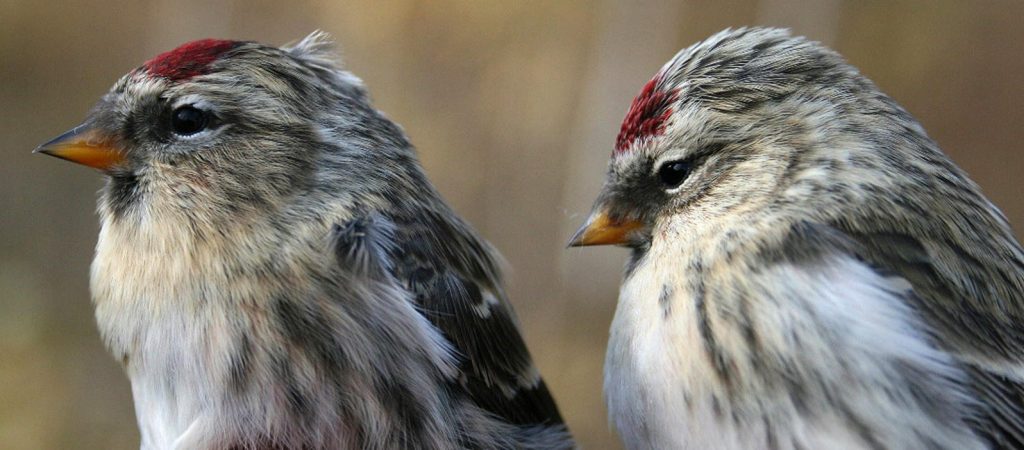 Common (left) and Hoary Redpolls, by Seabrooke Leckie (Flickr Creative Commons)
