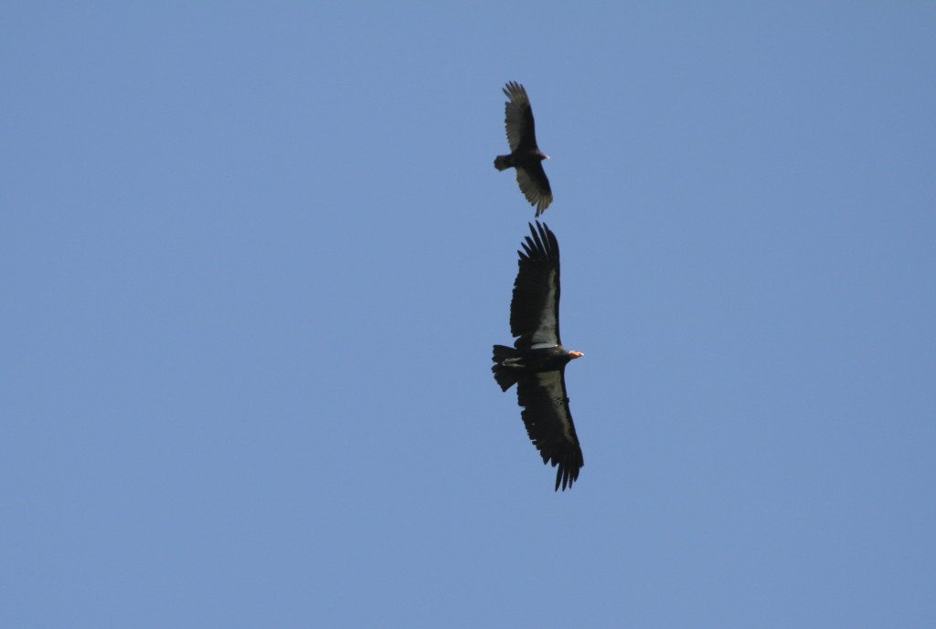 California Condor (below) and Turkey Vulture / Photo by Richard Lewis, http://www.nps.gov/pinn/planyourvisit/birding-condor.htm