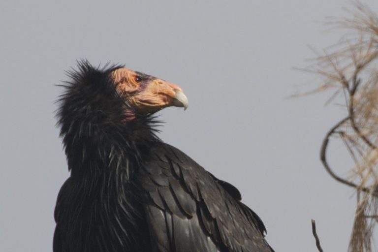 Condors of Pinnacles