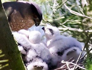 Coopers hawk nest