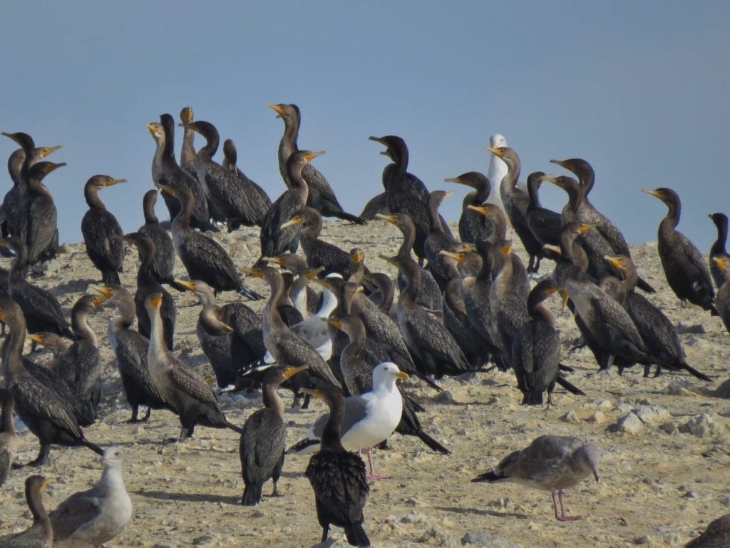 Cormorants and gulls on West Brother Island, by David Assmann