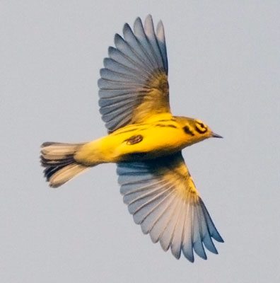 New Bird Biology text is worth the wait