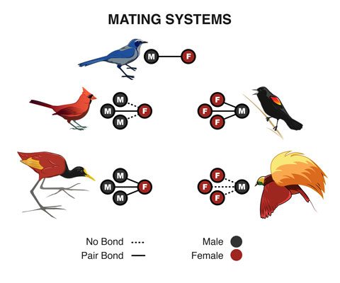 This diagram shows the diversity in avian mating systems. By Andrew Leach.