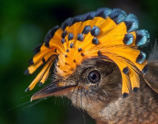 The Royal Flycatcher's facial bristles help detect prey during aerial foraging, by Andrew Snyder.