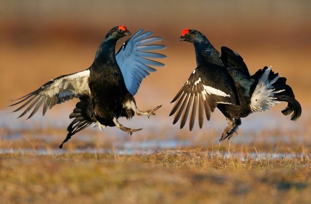 Black Grouse males square off in a territorial battle at their lekking site. Photo by Mike Lane.