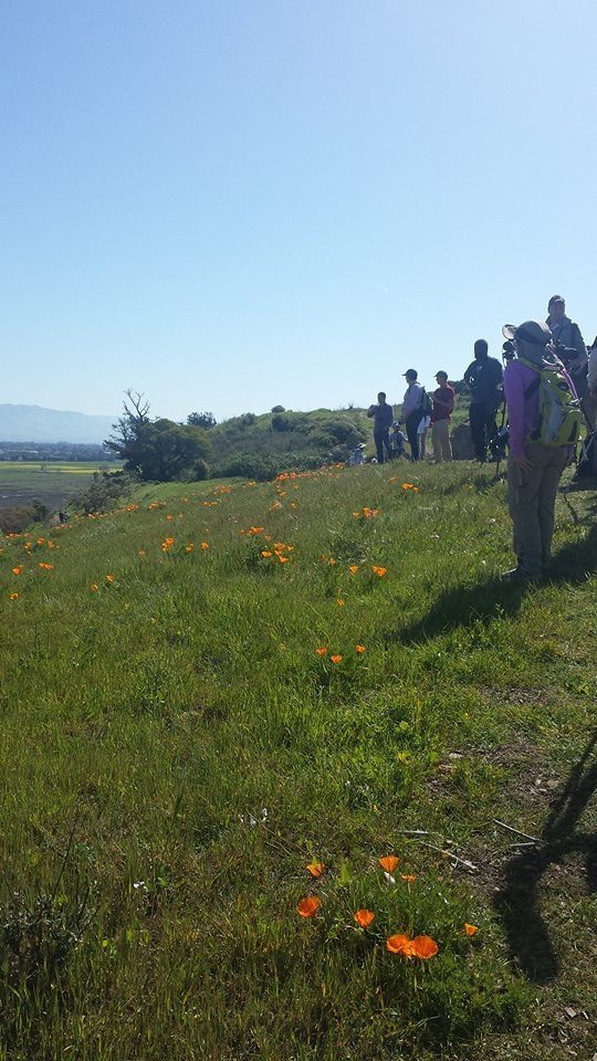 Master Birding class at Coyote Hills in March 2015, by Krista Jordan