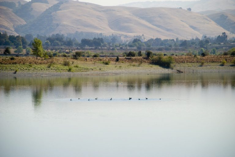 Coyote Hills: Birding Hotspot