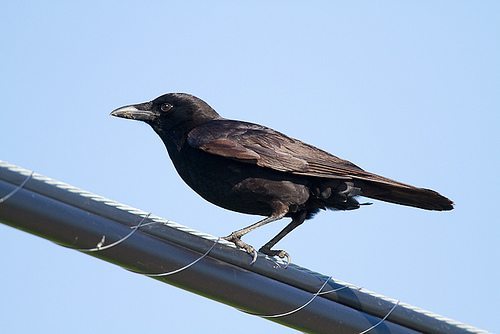 Birds of the Future