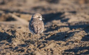 Snowy Plover at Crown Beach