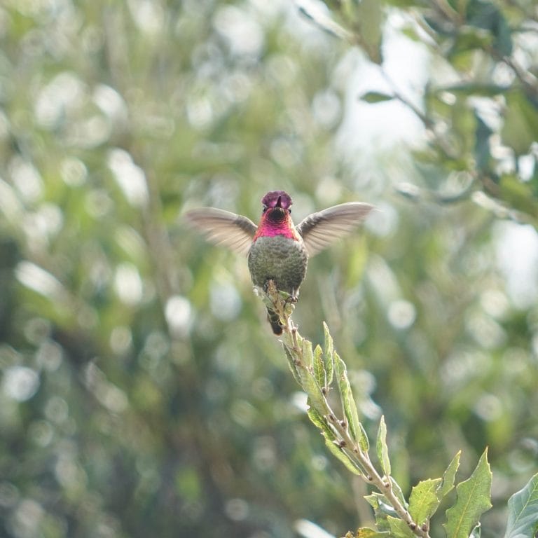 Birding Through the Feelings