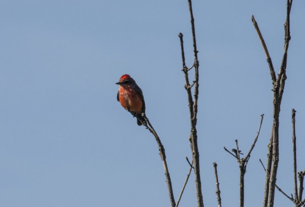 Vermilion Flycatcher at Colma, one of the day's highlights. Photo by Sharon Beals.