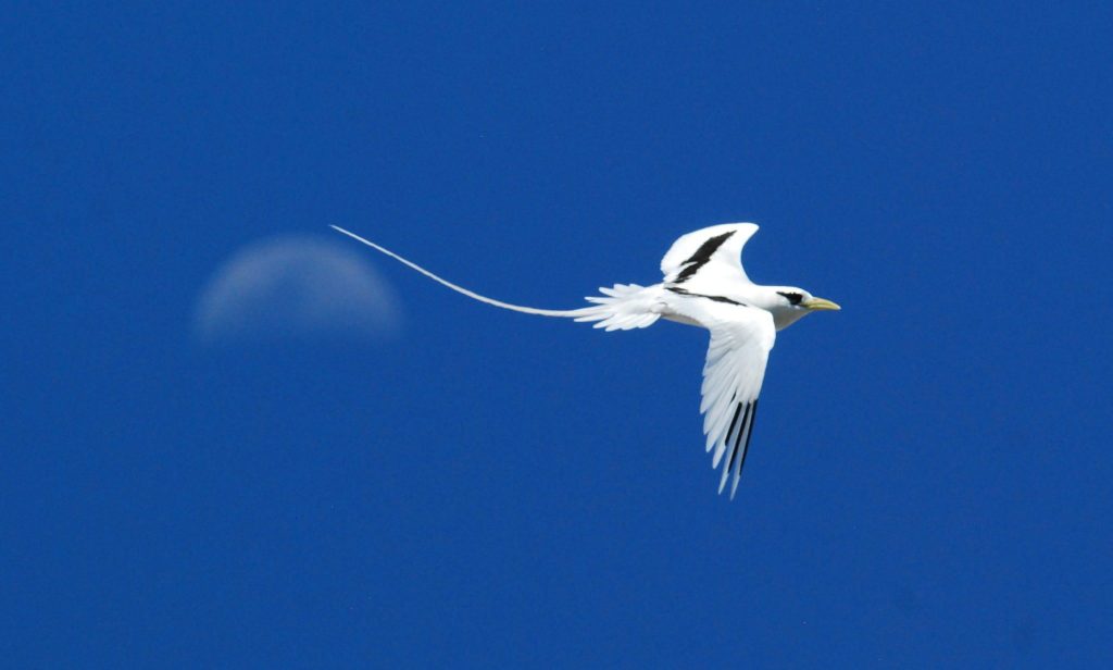 White-tailed Tropicbird, by Mark Rauzon