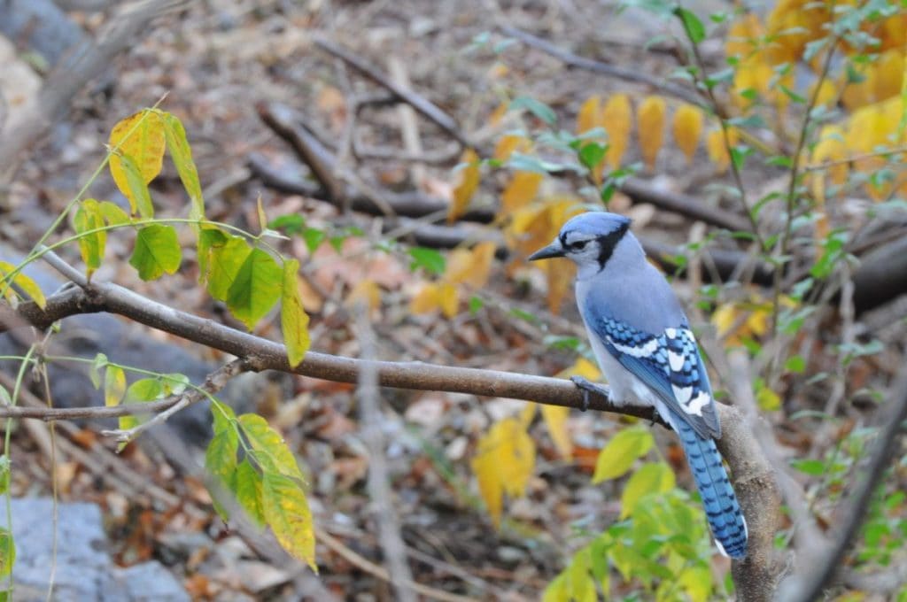 Blue Jay in Central Park / Photo by Alan Hopkins