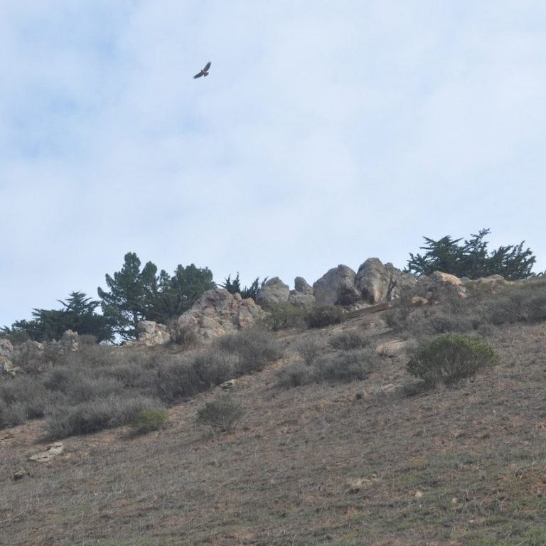 Glen Canyon Park: Birding Hotspot