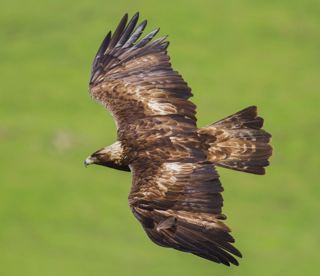 Golden Eagle, one of the species that has suffered the most severe losses at Altamont. Photo by Davor Desancic