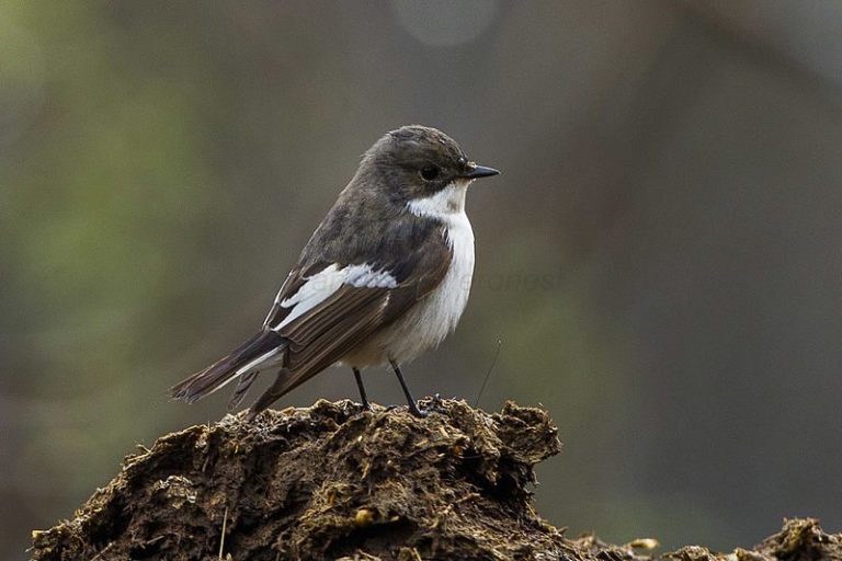 How fast can birds see?