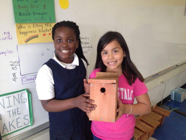 A nest box newbie in the schoolyard