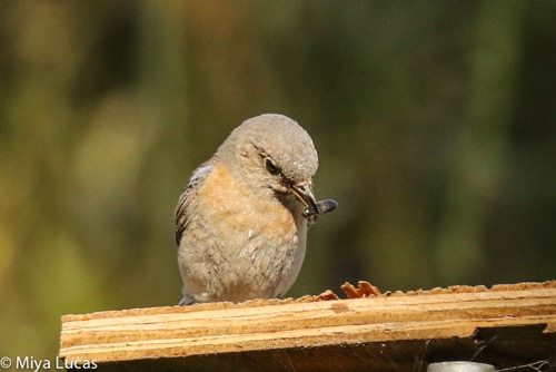 Nest box success stories