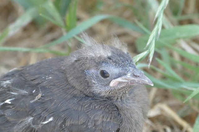 Brewer's Blackbird fledgling by Eric Schroeder.