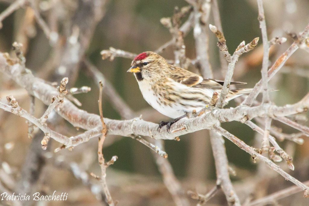 Common Redpoll, north of Duluth / Photo by Patricia Bacchetti
