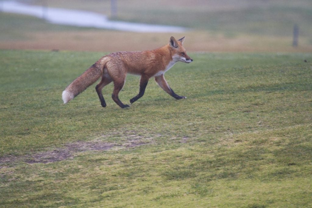 Red fox on the golf course, viewed by the San Leandro Bay count team, by Rick Lewis