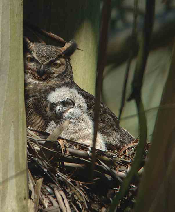 Great Horned Owl and owlet in Glen Canyon Park in 2009, by Eddie Bartley