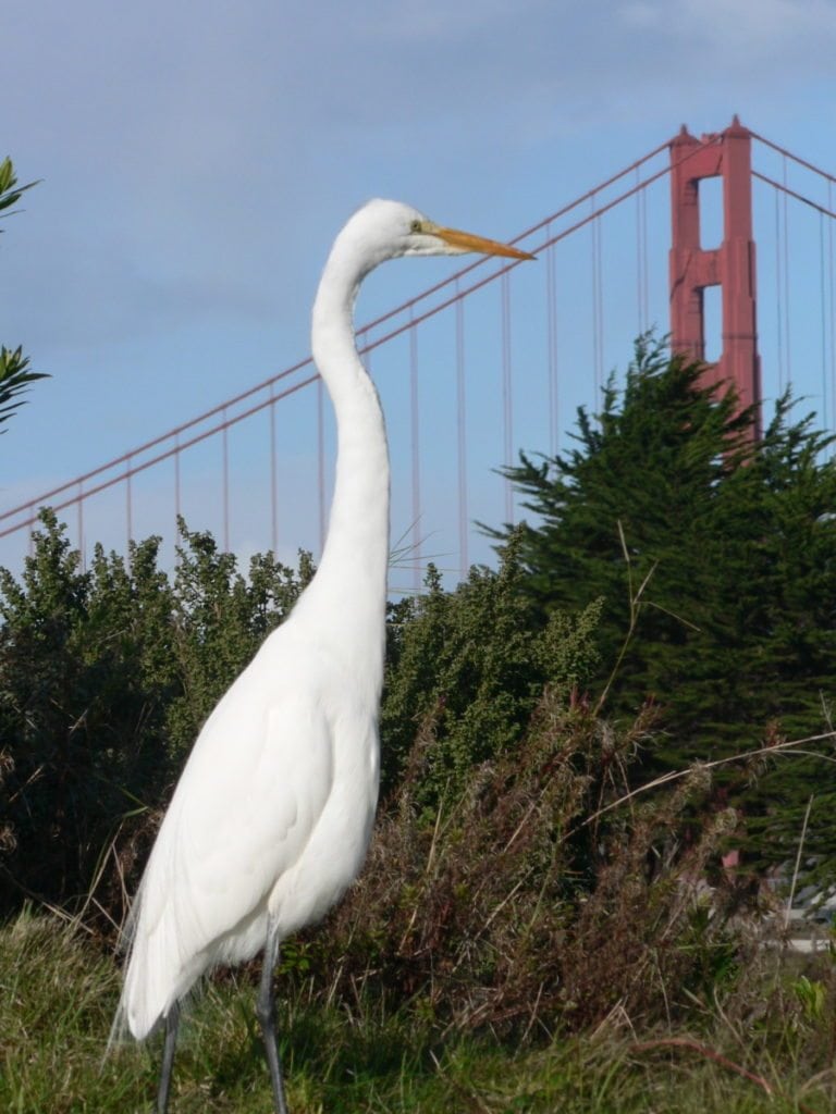 Great Egret at the lagoon 