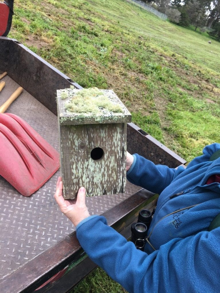 Nesting season prep at the Bison Paddock