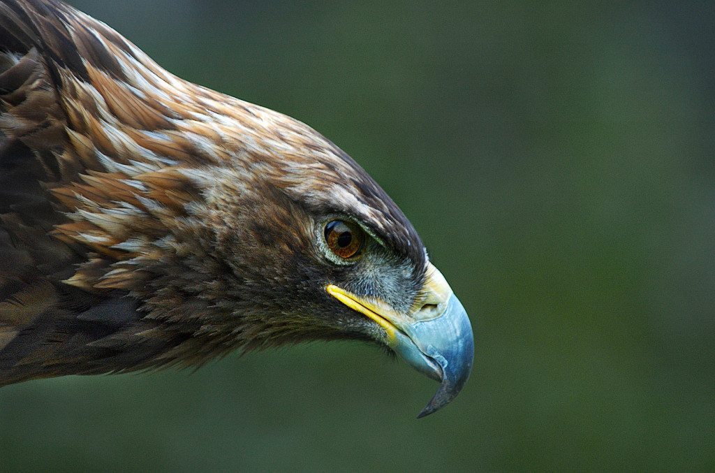 Golden Eagle / Photo by David H. Webster (Crreative Commons)