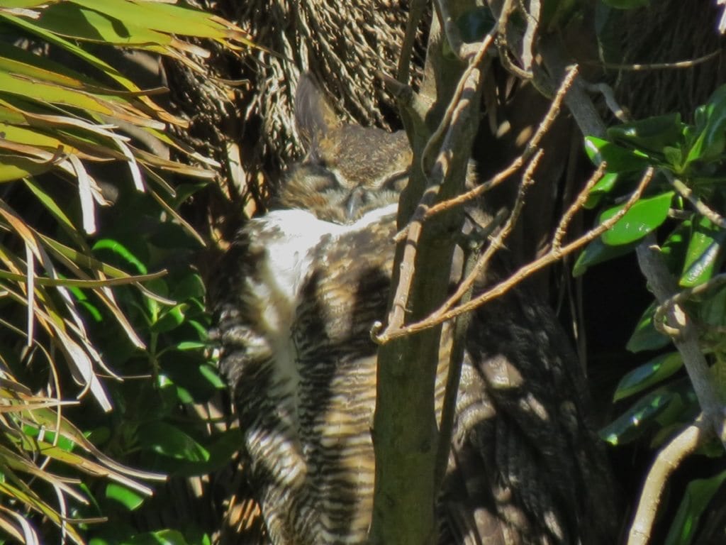 Great Horned Owl in palm tree at Fort Mason, by David Assmann.