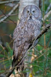Great Gray Owl, one of Lani's favorite birds of her Big Year. Photo taken this month in Humboldt County by John Ehrenfeld.