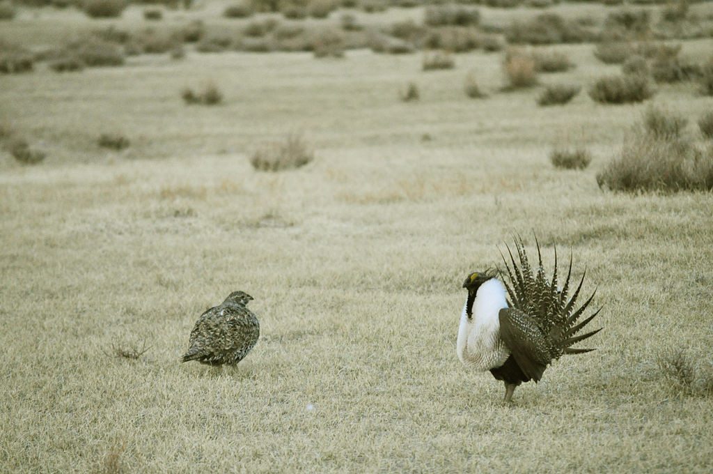 Male Greater Sage-Grouse performs his courtship display for a female / Photo by Jeanne Stafford (USFWS)