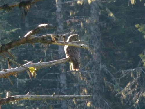 Great Grey Owl by Harry Fuller