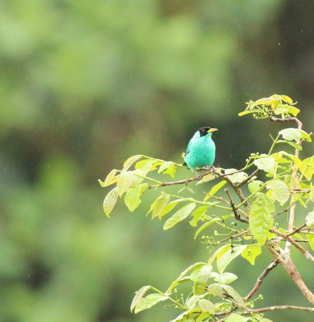 Green Honeycreeper spotted from viewing tower, by Krista Jordan