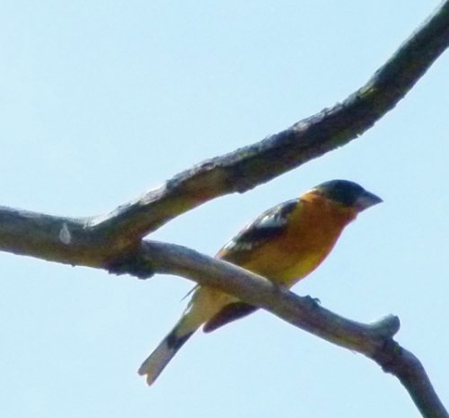 Ashland is for the birds
