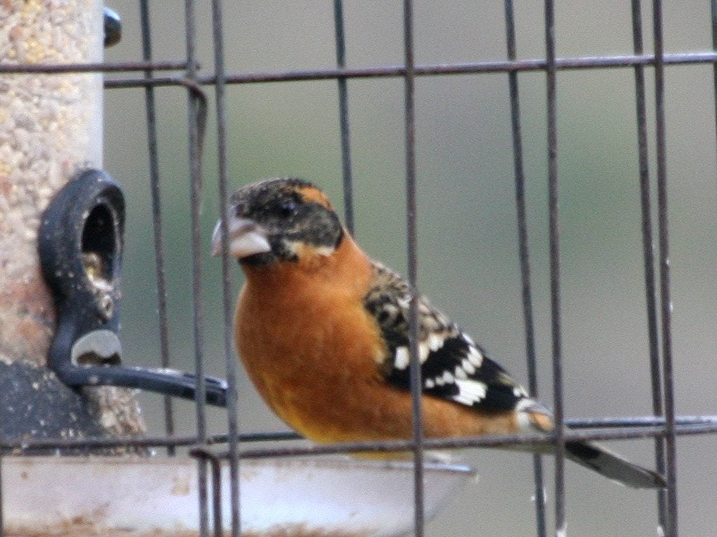 Seen sporadically in Claremont Canyon over the preceding weeks, this male Black-headed Grosbeak obligingly appeared on count day as well. Photo by Kay Loughman. 