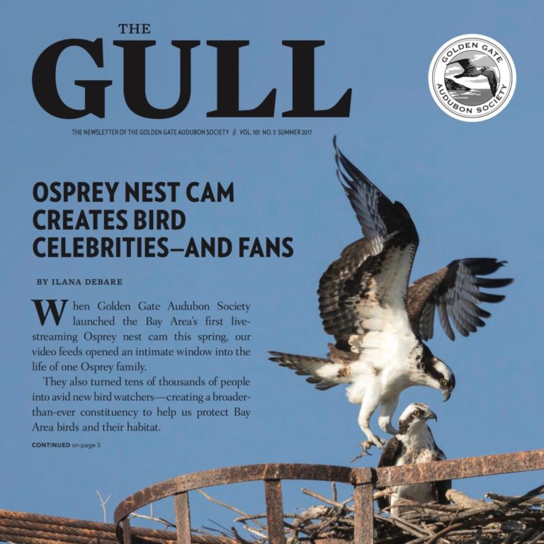 Summer 2017 Gull is available