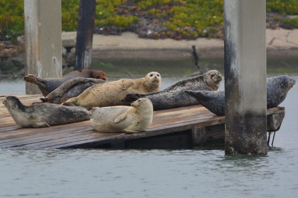 Harbor seals on old dilapidated dock / Photo by Richard Bangert