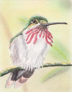 Hummingbird by Keith Harward