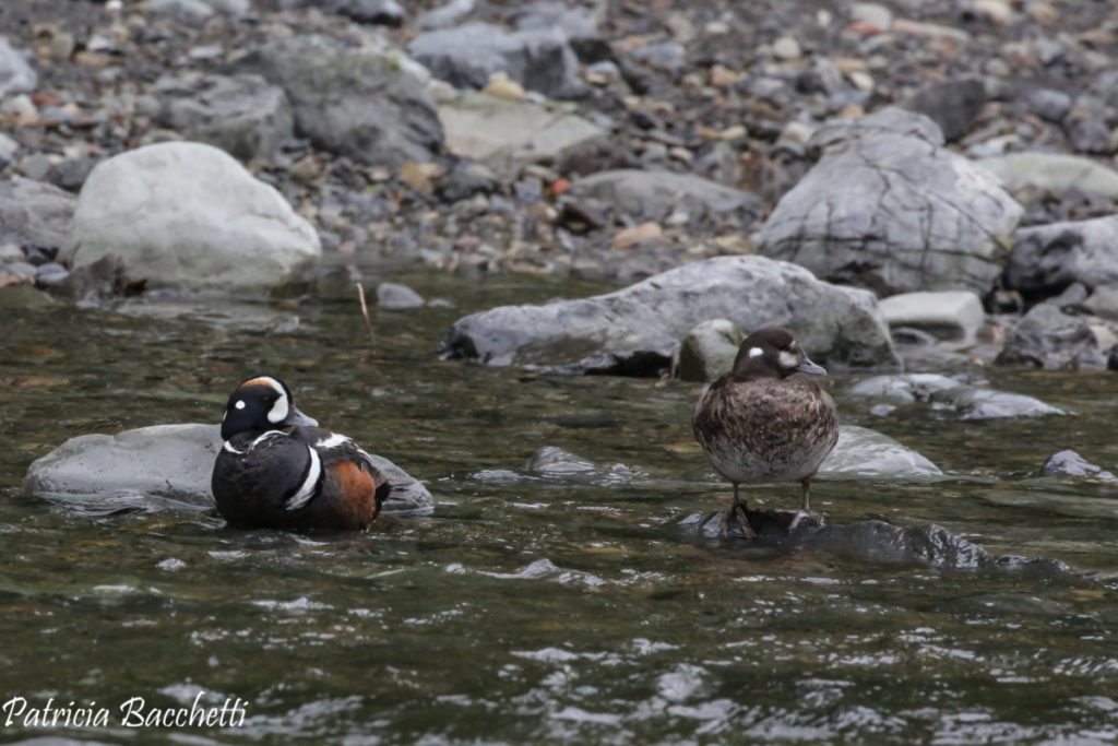 Harlequin Ducks at Wilson Creek, by Pat Bacchetti
