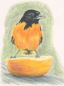 Baltimore Oriole by Keith Harward