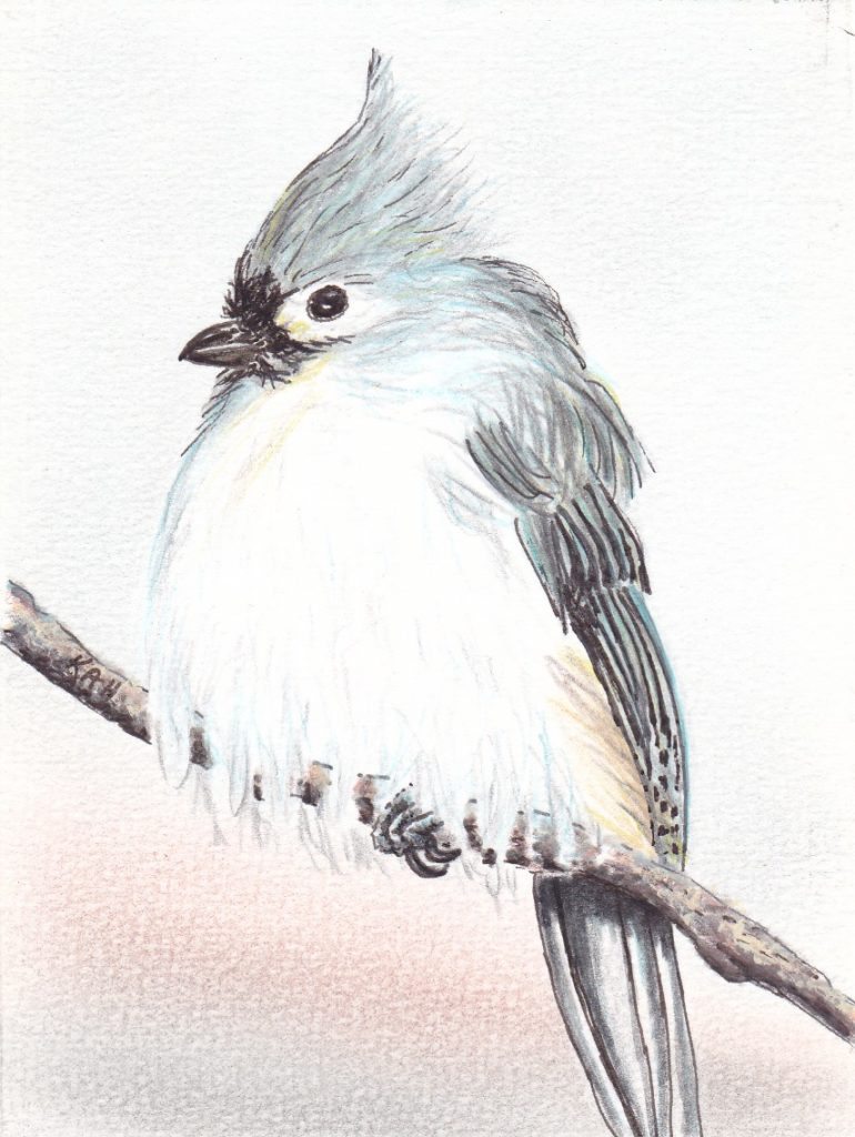 Tufted Titmouse by Keith Harward