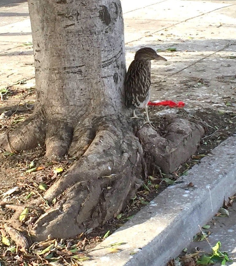 Young heron stranded below nest tree in Oakland / Photo by Kaya Cohn