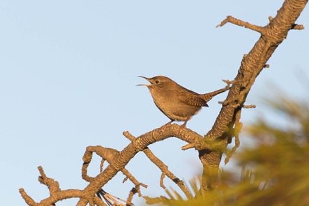 House Wren at Point Isabel by Alan Krakauer