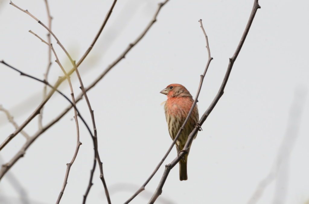 House Finch at Albany shoreline / Photo by Pam Young
