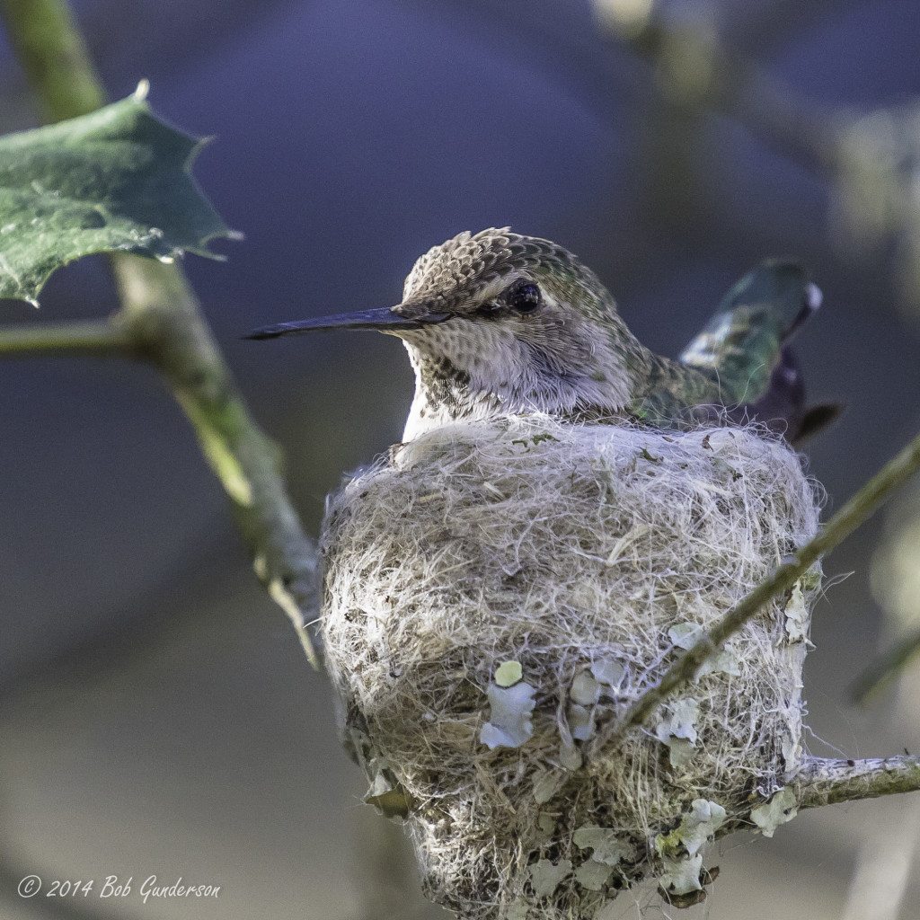 Anna's Hummingbird on nest at SF Zoo / Photo by Bob Gunderson