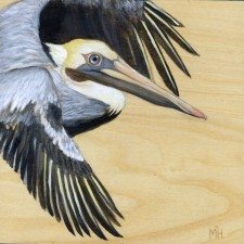 Brown Pelican by Maggie Hurley