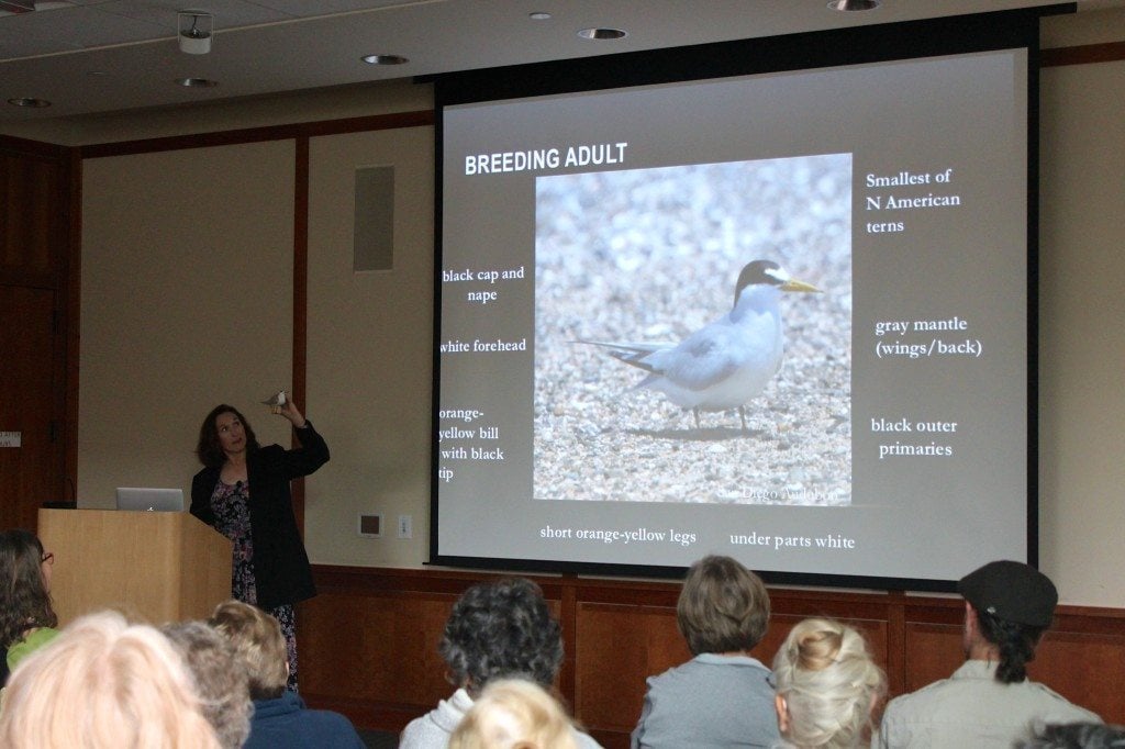 Susan Euing speaks about California Least Terns / Photo by Ilana DeBare